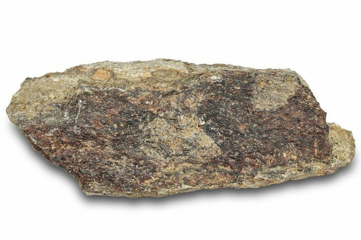 Dinosaur (Triceratops) Frill Shield Section - Montana #321990